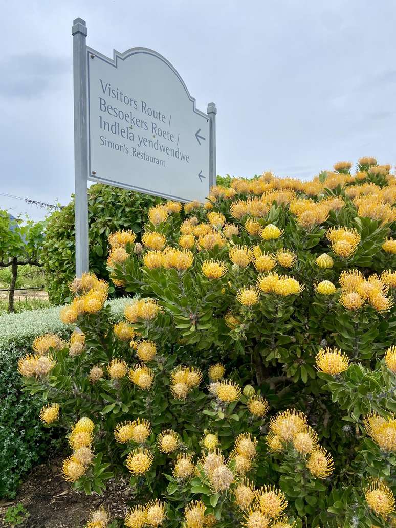 Proteas amarelas colorem toda a propriedade