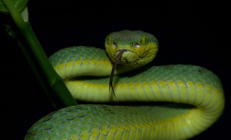 Toda cobra é uma serpente, mas nem toda serpente é uma cobra; na foto, uma cobra-verde (Imagem: Sagar Paranjape/Unsplash)