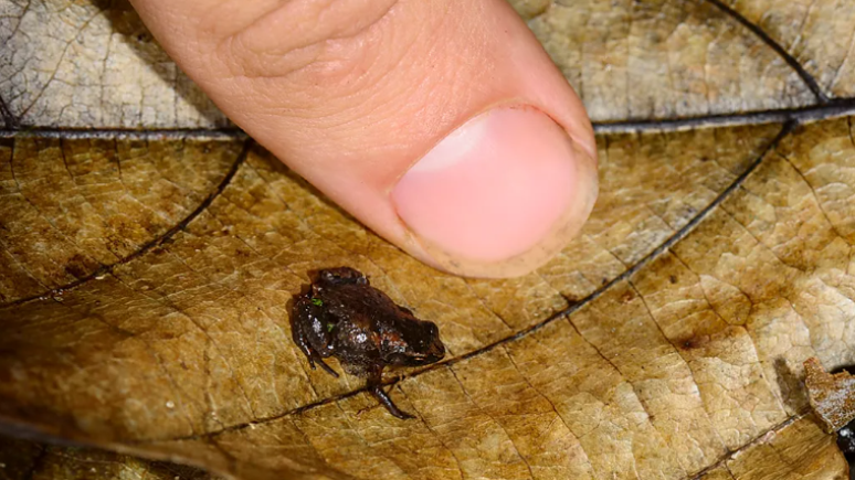 Os sapos min&uacute;sculos s&atilde;o t&atilde;o pequenos que t&ecirc;m problemas de equil&iacute;brio