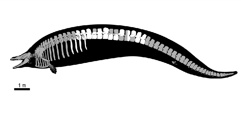 Reconstrução de como seria o Perucetus colossus (Imagem: Bianucci, Ivan Iofrida/Wikimedia Commons)