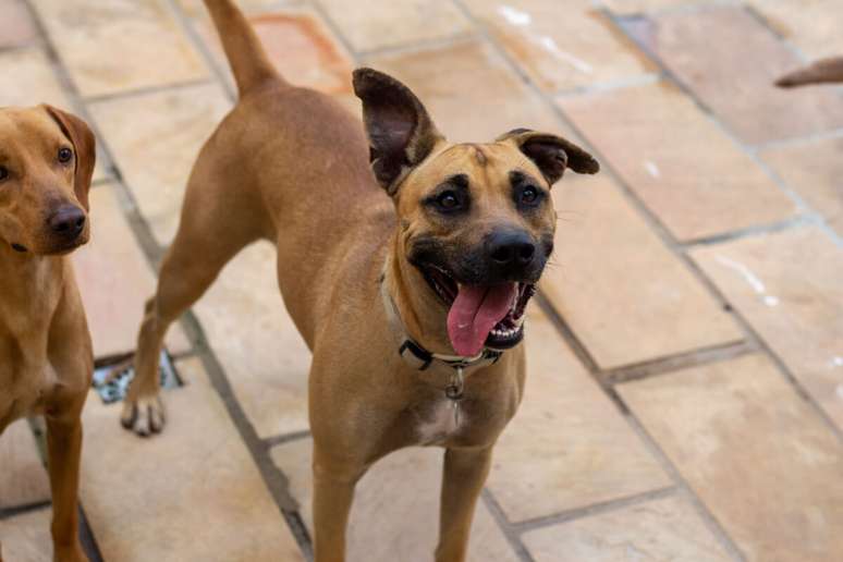 A adoção de um cachorro vira-lata pode ser benéfica para o animal e para o tutor