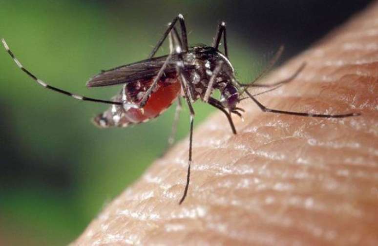 Doença é transmitida pelo mosquito Aedes aegypti.