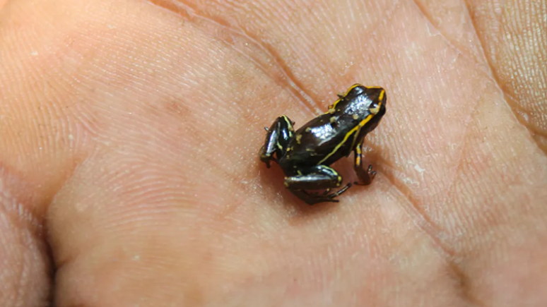Pequenos vertebrados s&atilde;o notoriamente dif&iacute;ceis de rastrear