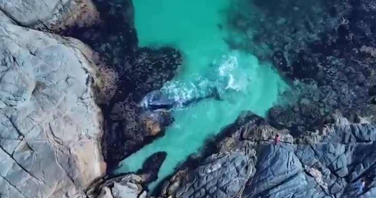 Vídeo mostra resgate de baleia em Arraial do Cabo, RJ