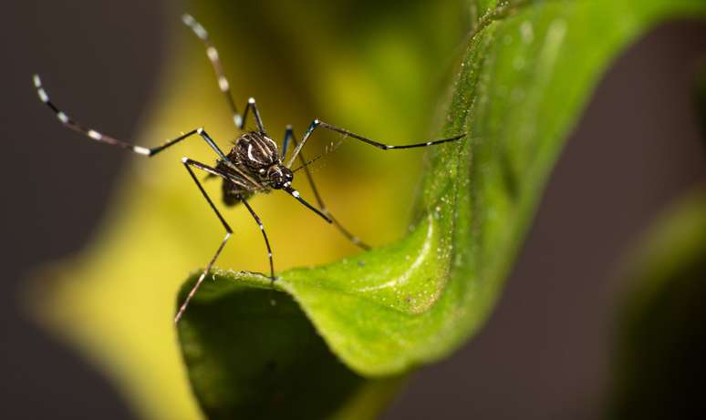 Mosquito Aedes aegypti que transmite dengue