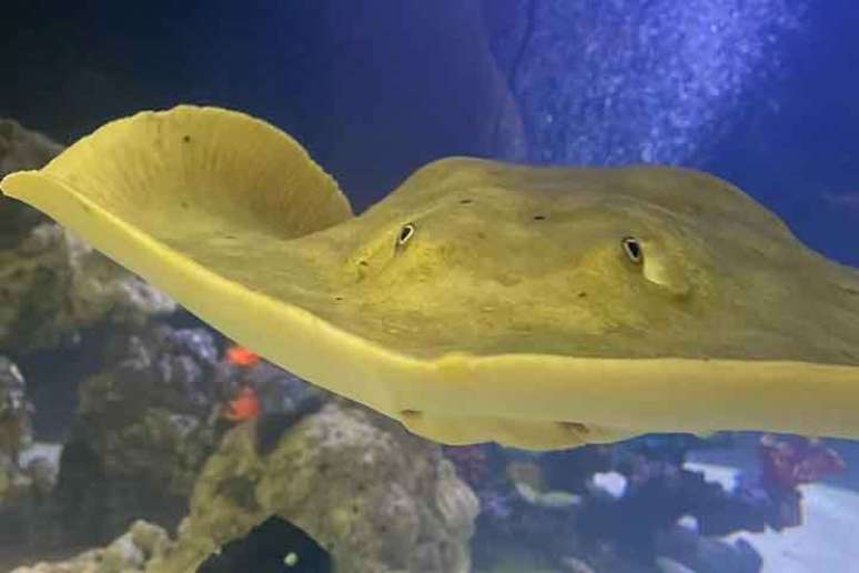 Um fato inusitado envolvendo uma arraia em aquário nos Estados Unidos deixou os funcionários do local perplexos.