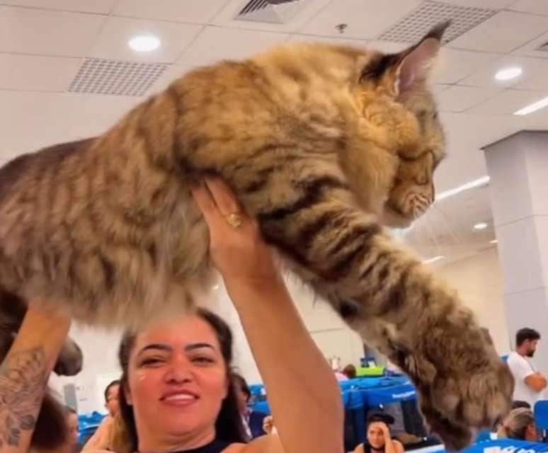 Gato gigante brasileiro pode conseguir título de maior do mundo