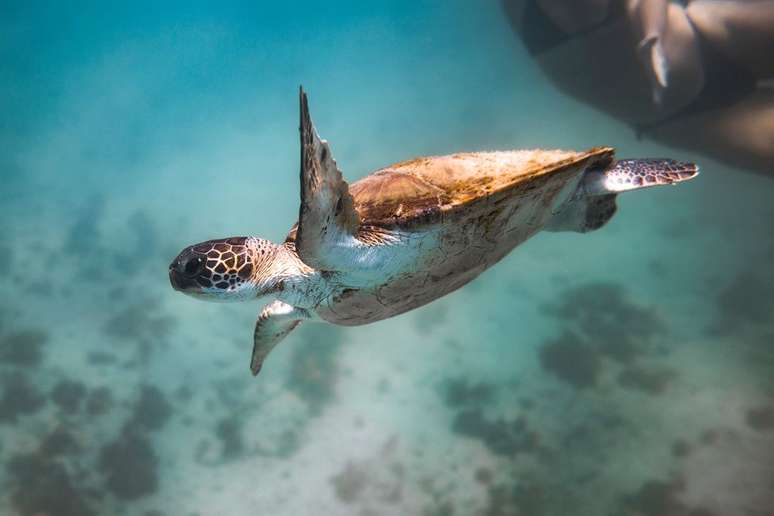 As tartarugas-marinhas têm muitas diferenças em relação aos cágados e jabutis (Imagem: Marcos Paulo Prado/Unsplash)