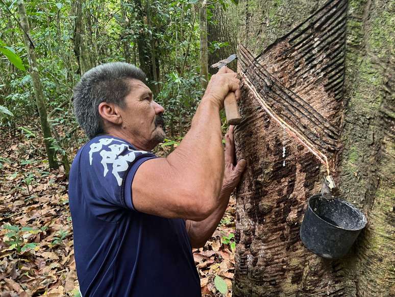 O seringueiro José do Carmo Alves fazendo o corte para extrair látex em uma das centenas de seringueiras na terra que pertence à sua família no Pará