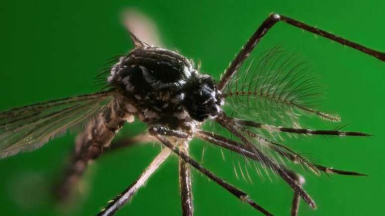 A doença transmitida pelo Aedes aegypti já causou mais de 1 milhão de casos no Brasil em 2024