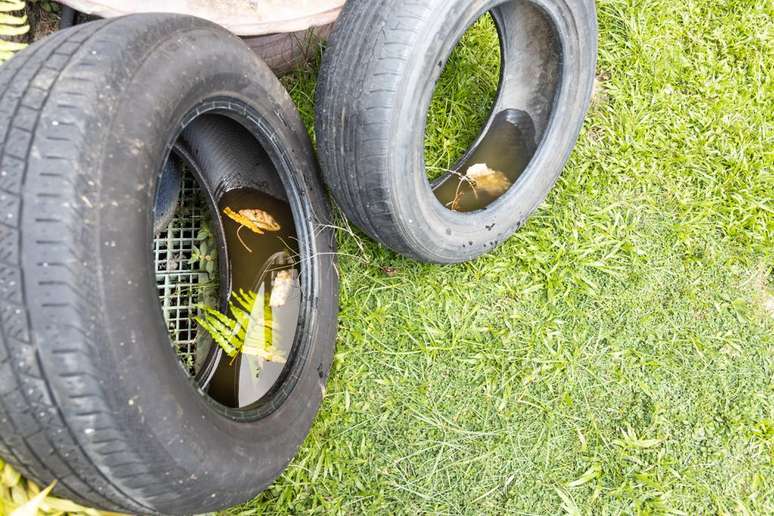 Excesso de chuva e calor contribuem para aumentar a população do mosquito Aedes aegypti (Imagem: ThamKC/Envato)