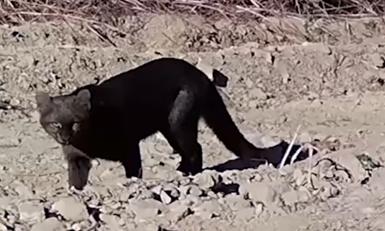 Raro e ameaçado de extinção, gato-mourisco é flagrado pela primeira vez em  reserva em Goiás