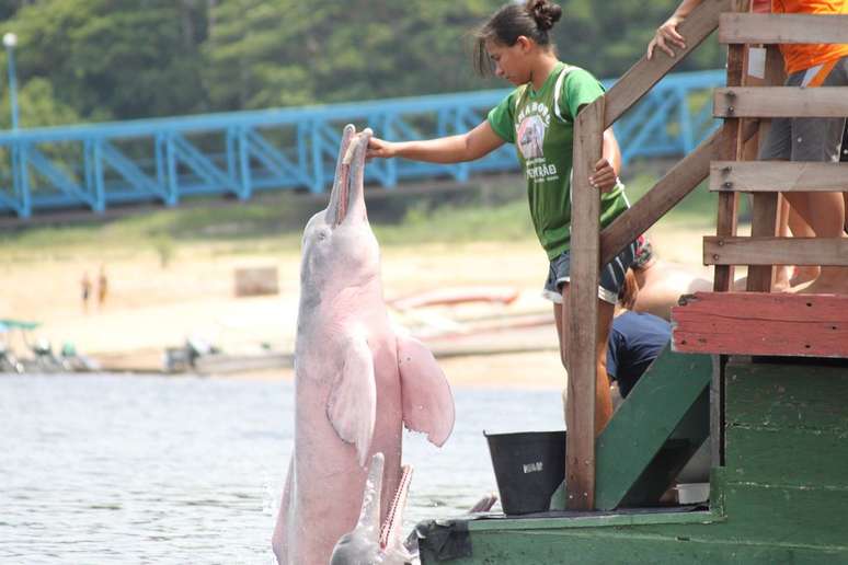 O boto-cor-de-rosa é o mais famoso entre seus pares, mas é um golfinho como todos os outros! (Imagem: Renilson Silva/CC-BY-3.0)