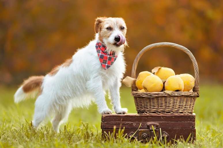 Oferecer frutas que não são digeridas pelo organismo do cão afeta a sua saúde