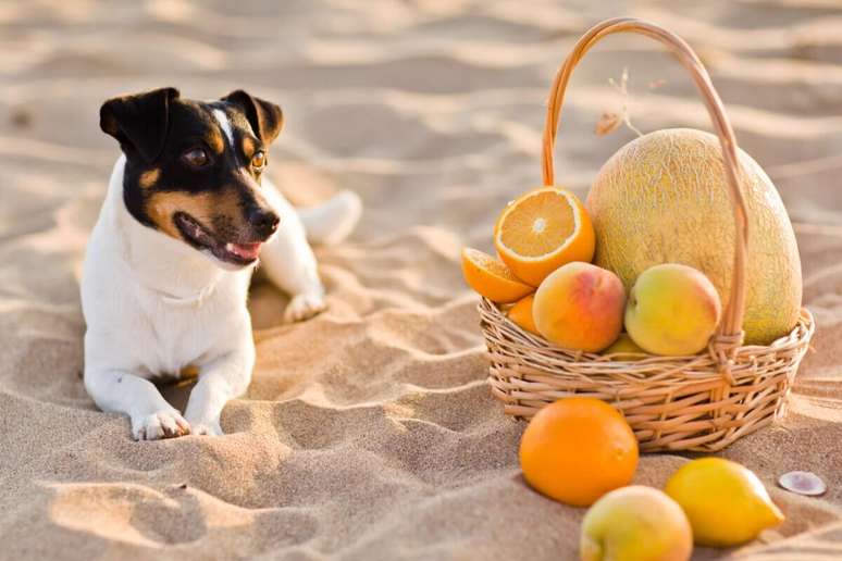 Frutas ácidas podem causar gastrite nos cães 