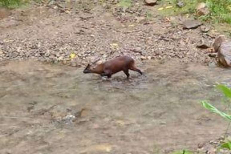 A nova espécie, Pudella carlae foi observada no sudeste da depressão de Huancabamba, no norte do Peru