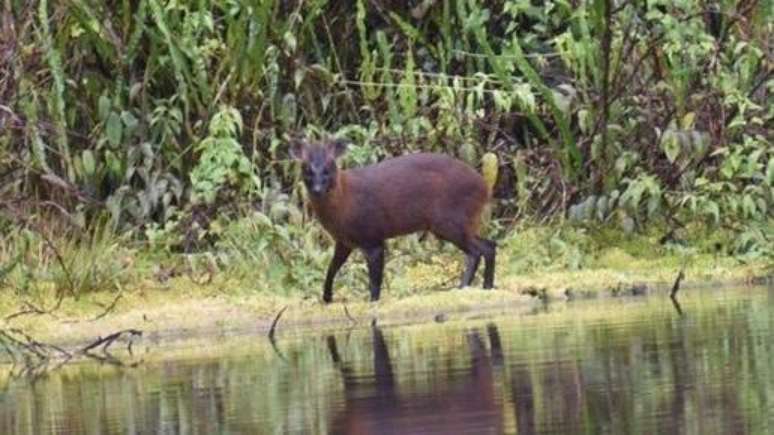 Pudella carlae é uma espécie nova encontrada no Peru