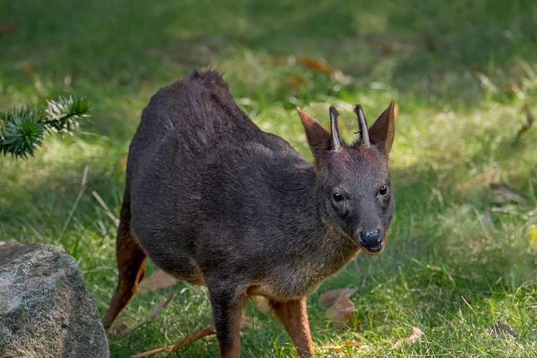 Pudu vem da palavra que os Mapuche usavam para se referir ao cervo: püdu