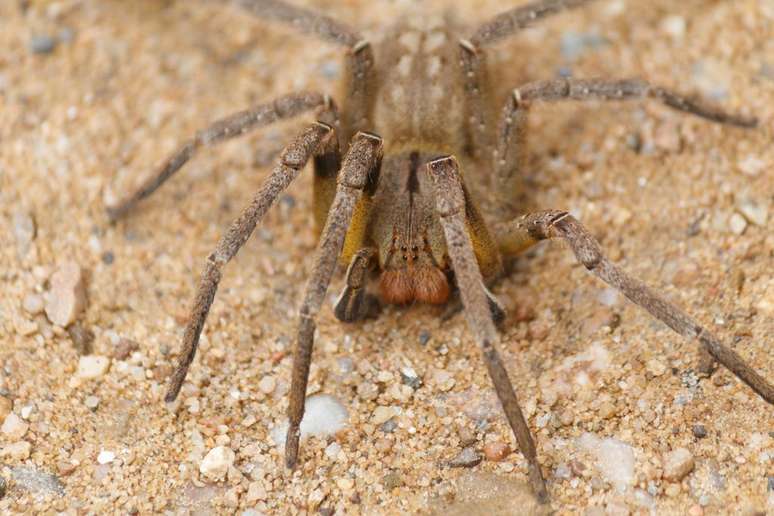 Conhecida pelo veneno mortal, a aranha-armadeira pica criança de 3 anos em Minas Gerais (Imagem: Rodrigo Tetsuo Argenton/CC-BY-4.0)