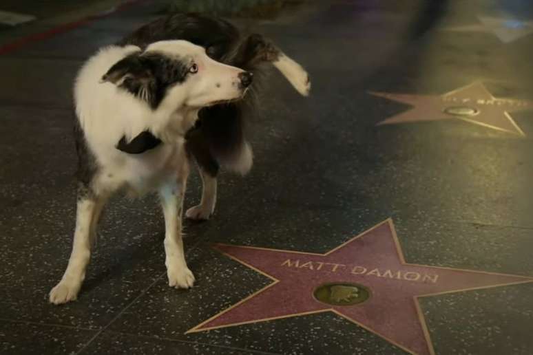 Cachorro Messi fez xixi na estrela da Calçada da Fama de Matt Damon