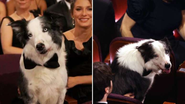 Messi the dog steals the show at the Oscars and becomes a web success