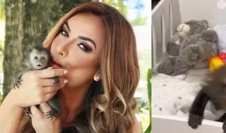 Como a apreensão de macacos na casa de Nicole Bahls foi decisiva para investigação contra tráfico animal?.