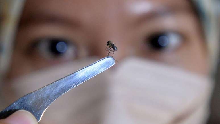 Mosquitos 'Aedes aegypti' são vetor de transmissão da dengue