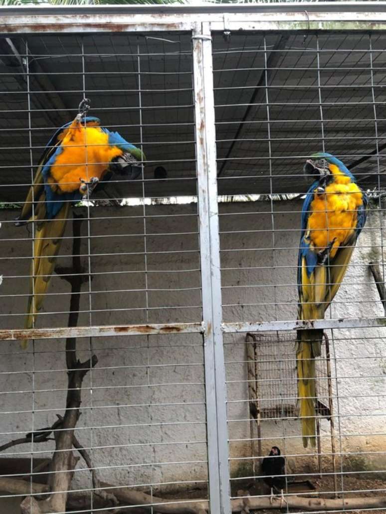 Polícia Federal deflagra operação para desmantelar esquema de tráfico de animais no RJ