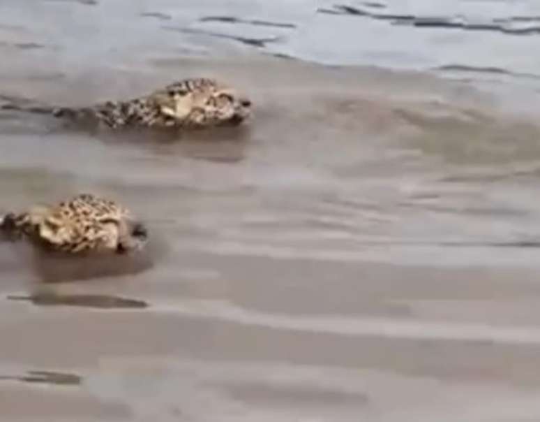 Onça pintada e filhotes foram flagradas por pescadores no Rio Crixás Açu, em Goiás