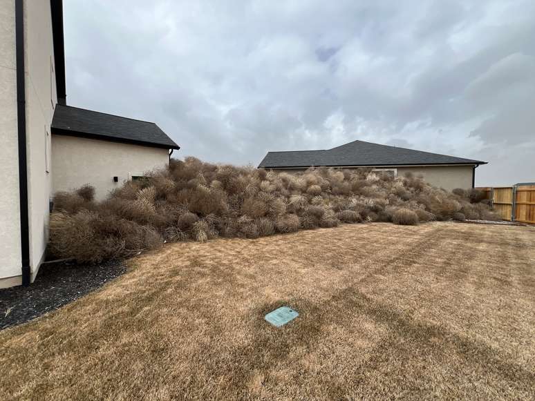 Invas&atilde;o de tumbleweeds gerou pilhas enormes em terrenos