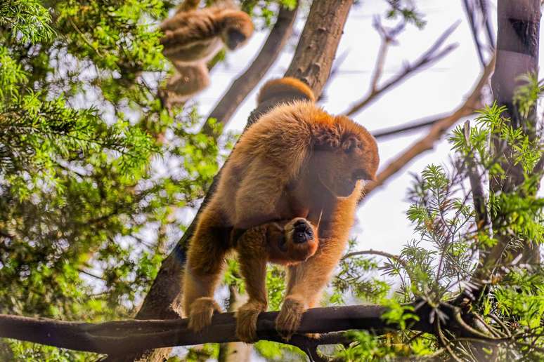 Muriqui&nbsp;filhote e sua m&atilde;e.
