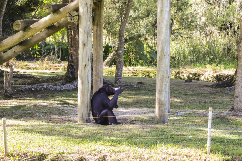 Chimpanz&eacute; do Zool&oacute;gico de Curitiba. Hully Paiva / SMCS