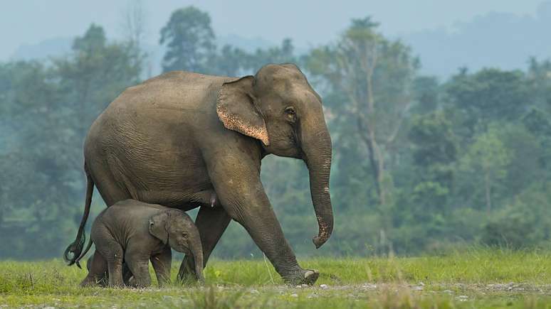 Estima-se que atualmente haja cerca de 26 mil elefantes asiáticos vivendo de forma selvagem na natureza