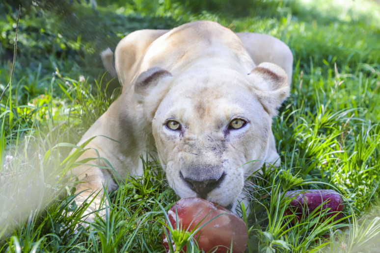 Leoa tomando picol&eacute;. Hully Paiva / SMCS