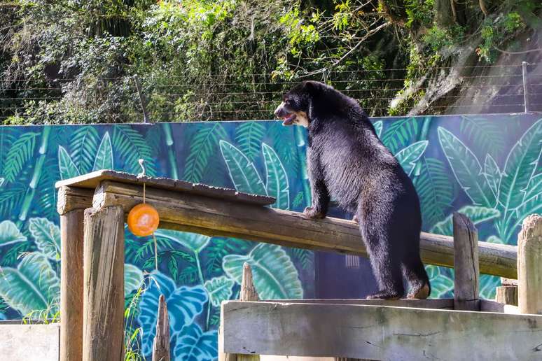 Urso de &oacute;culos do Zool&oacute;gico de Curitiba.