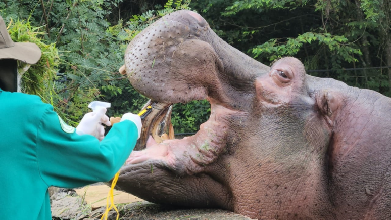 Corte do dente do hipop&oacute;tamo Dino. Foto/ Divulga&ccedil;&atilde;o Zoo Curitiba