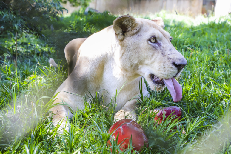 Leoa tomando picol&eacute;. Hully Paiva / SMCS