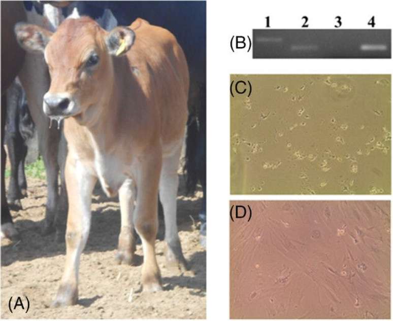 Bezerro transgênico, protagonista do estudo (Imagem: Monzani et al, 2024/Biotechnology Journal)