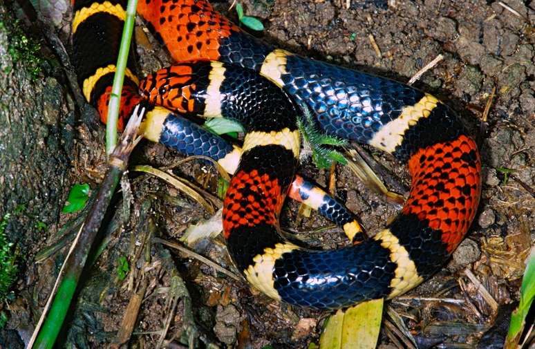 A cobra-coral verdadeira é venenosa, mas dificilmente ataca (Imagem: Bernard DUPONT/Wikimedia Commons)