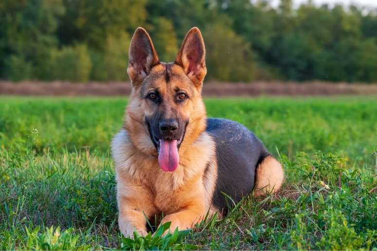 Cachorros da raça pastor alemão são fáceis de cuidar 