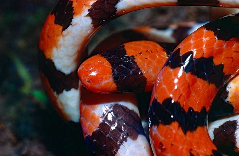 Cobra-coral falsa não tem veneno, e usa as semelhanças no padrão de cores para afugentar predadores (Imagem: Bernard DUPONT/Wikimedia Commons)