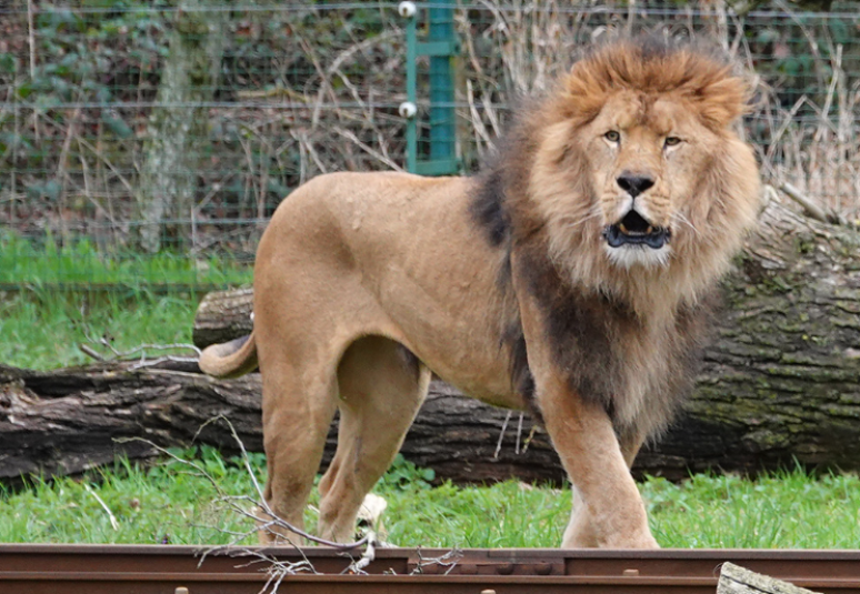 Leão mata parceira durante programa de reprodução em zoológico na Bélgica