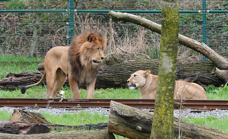 Leão ataca e mata fêmea em zoológico na Bélgica