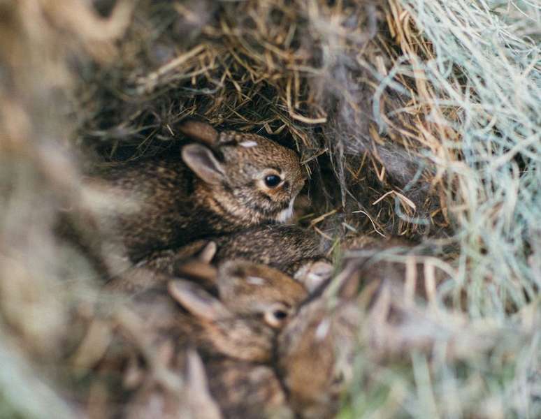 Para procriar, coelhos constorem ninhos diferente de lebres (Imagem: Maddy Hunt/Unsplash)