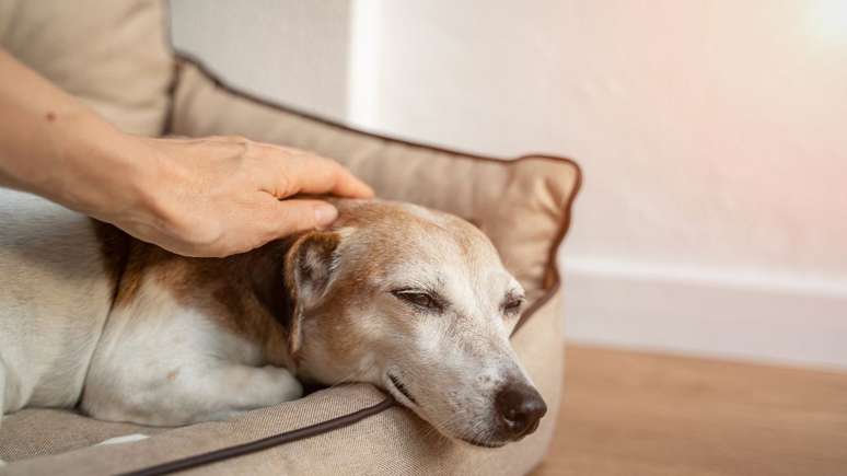 Veterinária explica como cuidar da saúde do pet idoso