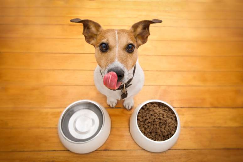 É importante se atentar aos alimentos oferecidos aos pets, pois alguns oferecem riscos à saúde deles