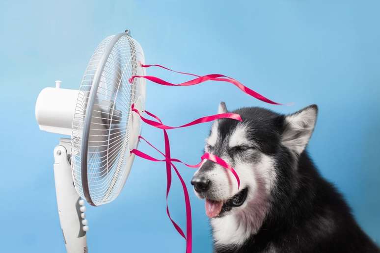 O calor extremo pode colocar a saúde de cães e gatos em risco