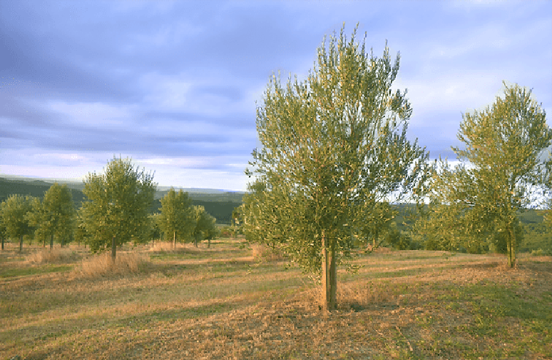 Fazenda Serra dos Tapes: azeites premiados, piquenique e passeios pelos olivais