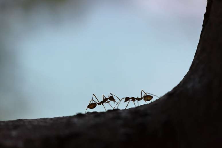 Estudo identifica quais aromas as formigas liberam, se fosses usadas como tempero na preparação de comida (Imagem: Maksim Shutov/Unsplash)