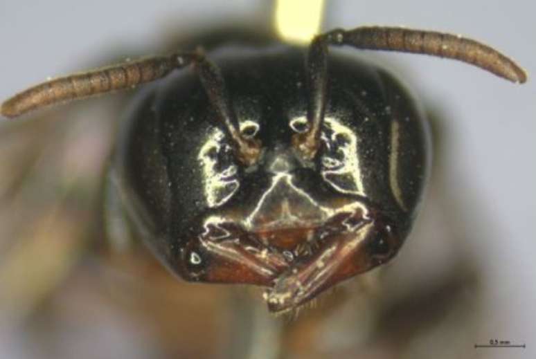 Além da abelha-limão, sete outras espécies de abelhas sem ferrão foram encontradas